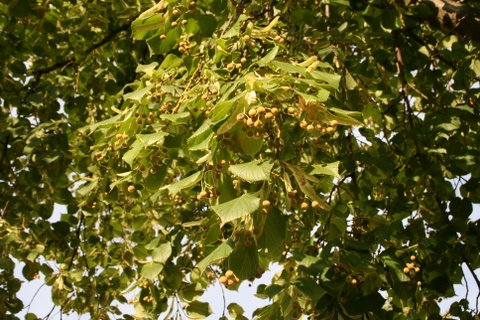 Tausende Früchte des Lindenbaumes