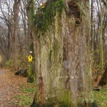 11-Gefällte-Stieleiche-Burgaue-Kreuzung-Kilometerweg-Reitweg