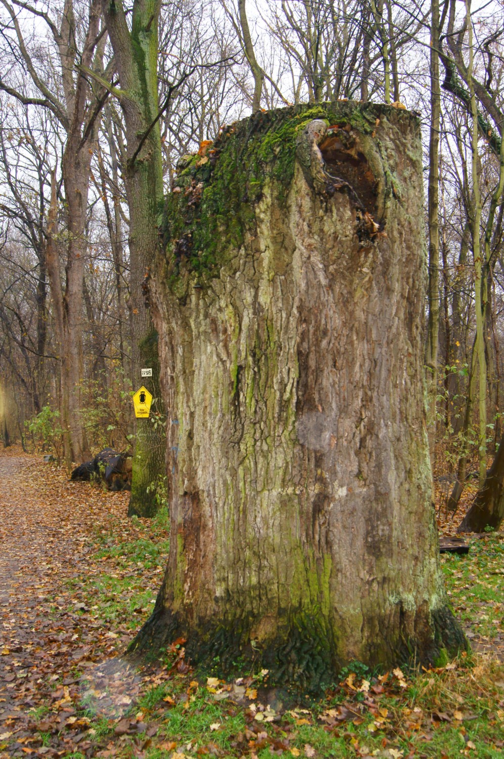 11-Gefällte-Stieleiche-Burgaue-Kreuzung-Kilometerweg-Reitweg