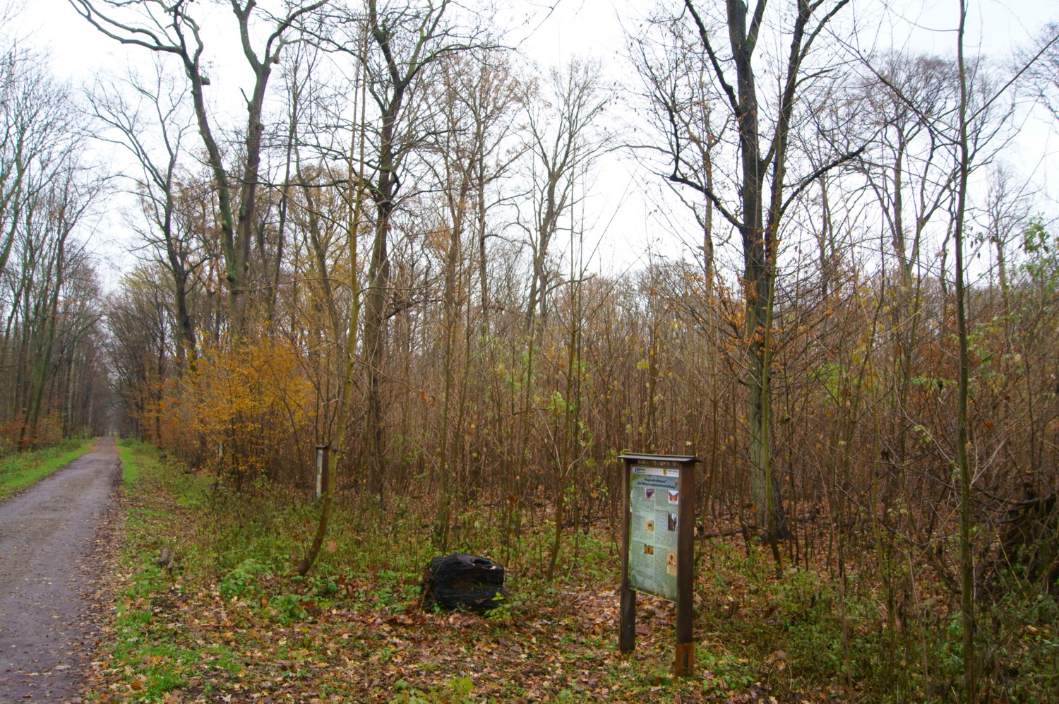 18-Sukzessive-Entwicklung-Mittelwaldfläche-Burgaue-Am-Reitweg-Im-Nordteil-Gegenüber-Am-Hundewasser