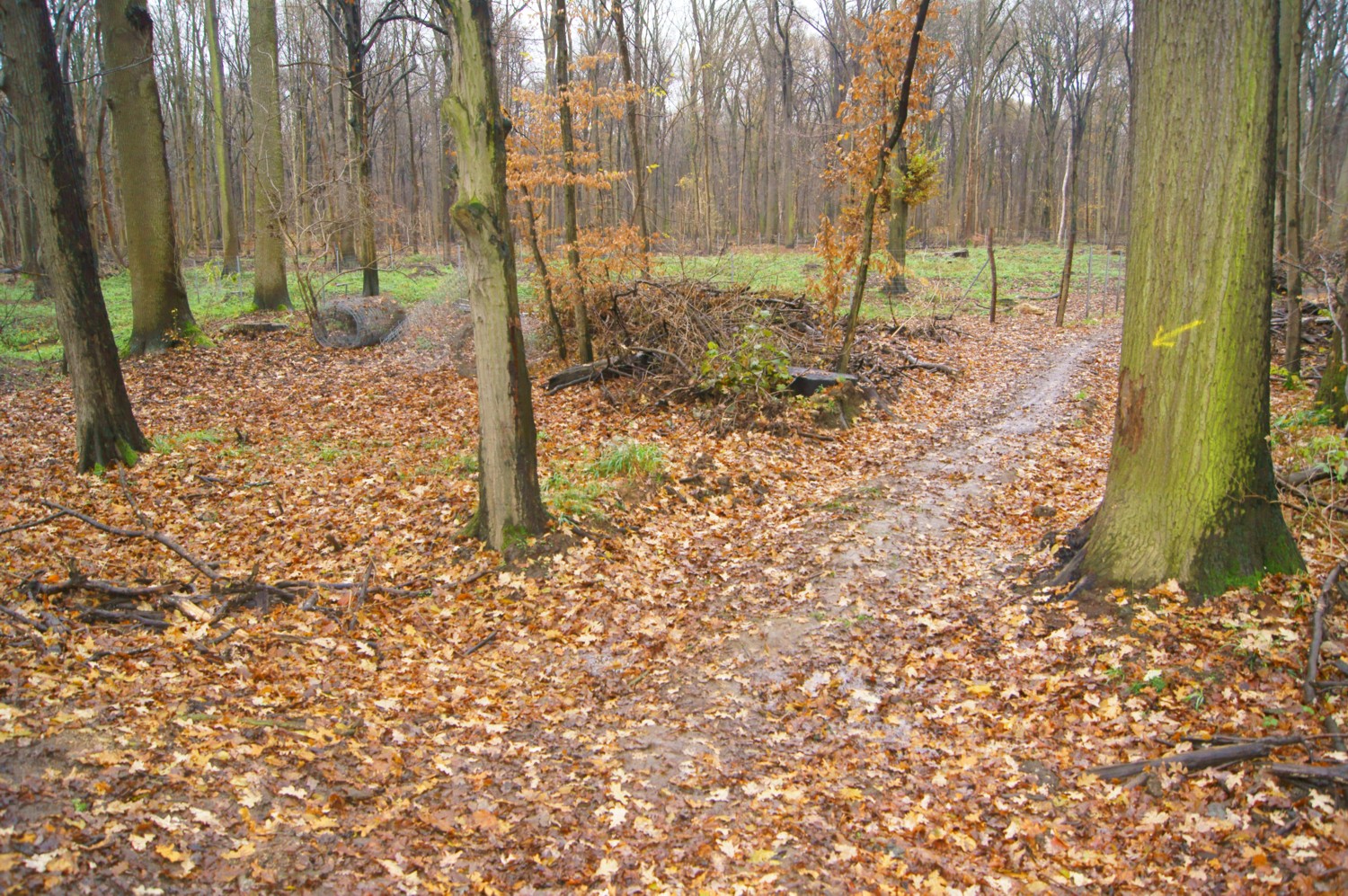 19-Trampelpfad-Burgaue-Nordteil-Aufforstungsfläche-Unweit-Reitweg