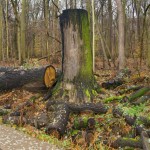 22-Gefällte-Stieleiche-Burgaue-Am-Nahleauslaufwerk