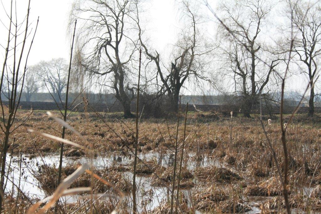 19-Feuchtgebiet Südlich Wurp (1)