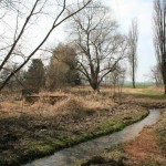 19-Feuchtgebiet Südlich Wurp (2)