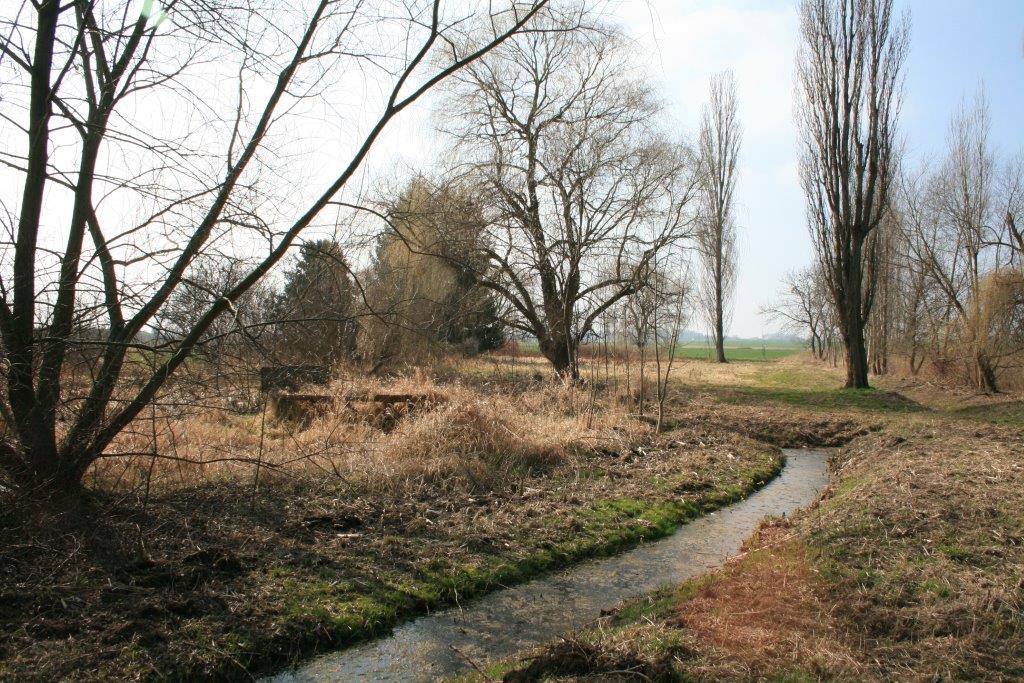 19-Feuchtgebiet Südlich Wurp (2)