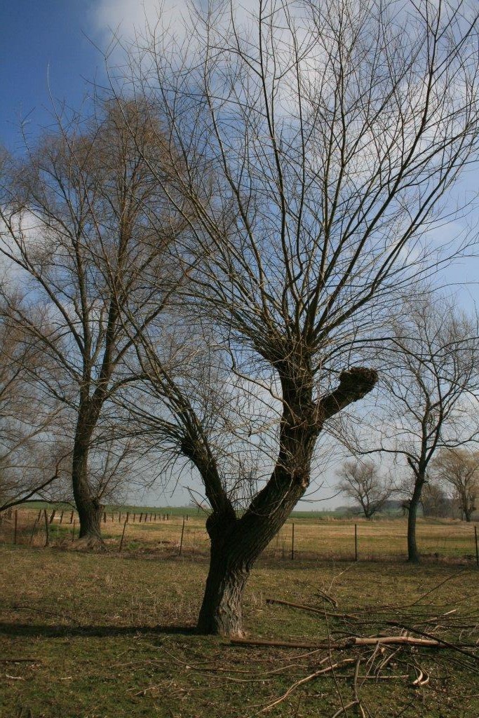 20-Kopfweide Feuchtgebiet Südlich Wurp