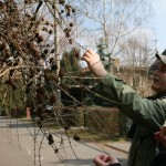 23-Europäische Lärche Südlich An Streuobstwiese Westenteich Brachstedt