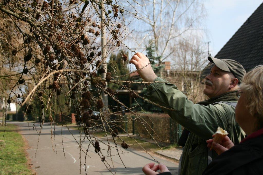 23-Europäische Lärche Südlich An Streuobstwiese Westenteich Brachstedt