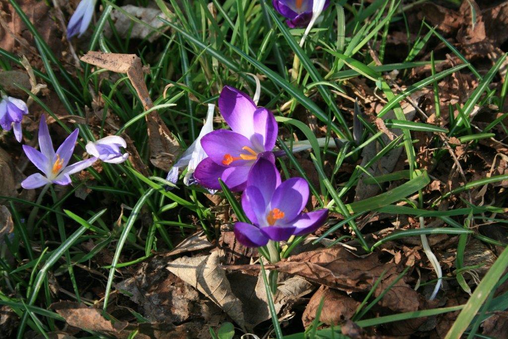 25-Krokusse Östlich An Streuobstwiese Westenteich Brachstedt (1)