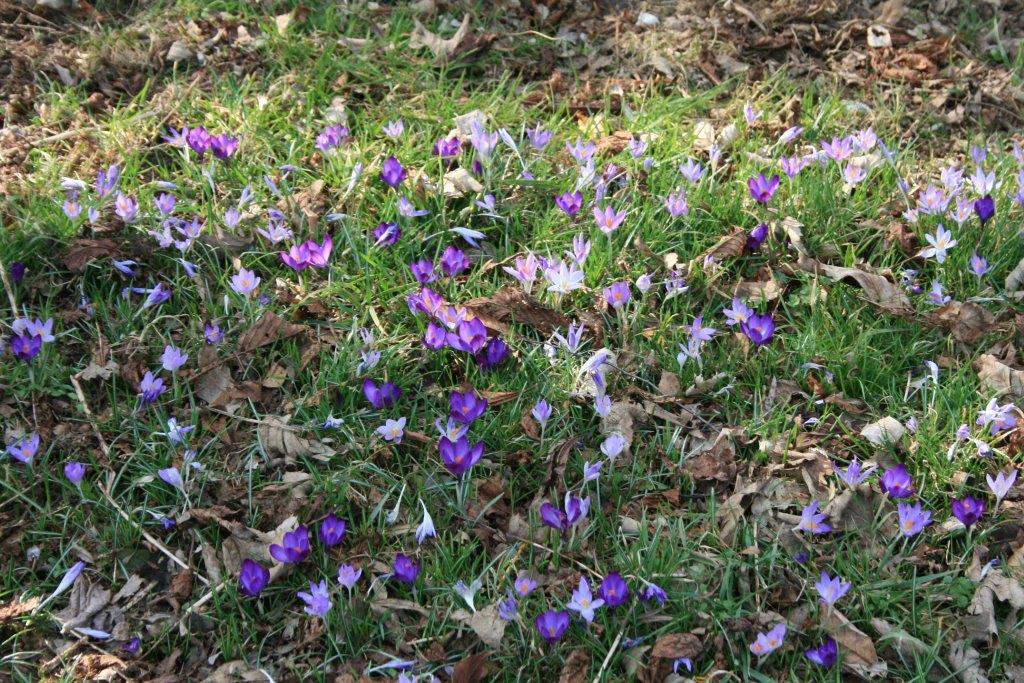 25-Krokusse Östlich An Streuobstwiese Westenteich Brachstedt (2)