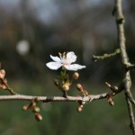 26-Süßkirsche Östlich An Streuobstwiese Westenteich Brachstedt