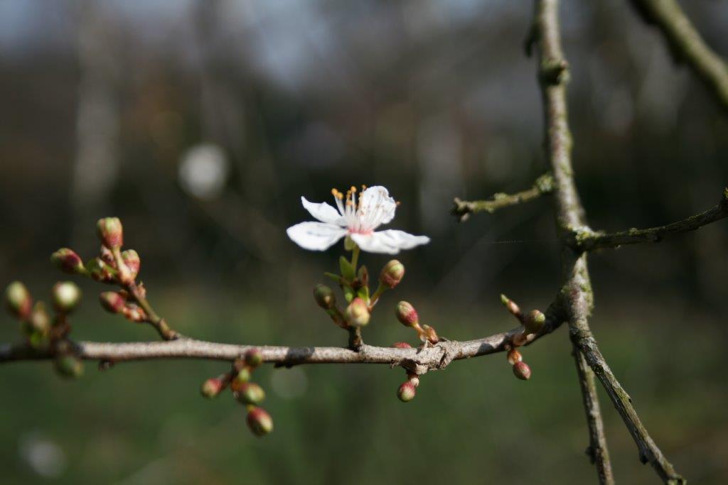26-Süßkirsche Östlich An Streuobstwiese Westenteich Brachstedt