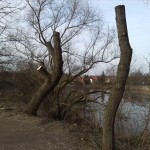 29-Verschnittene Eschenahorn Südpark Unweit Absetzbeckenq