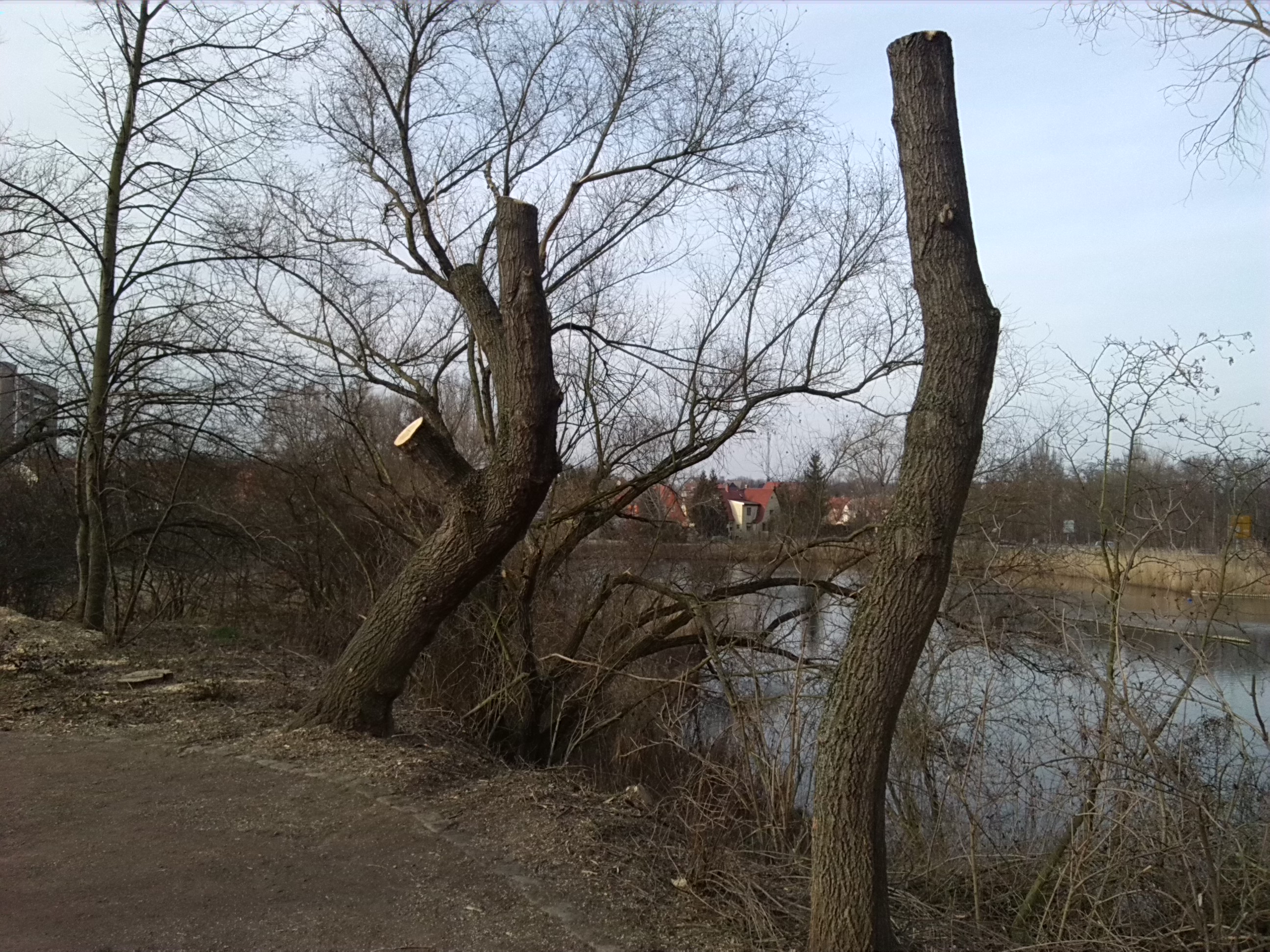 29-Verschnittene Eschenahorn Südpark Unweit Absetzbeckenq