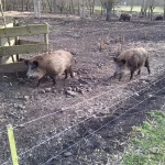 32-Wildschweingehege Südpark Nordbegrenzung An Weg Unweit Geisel