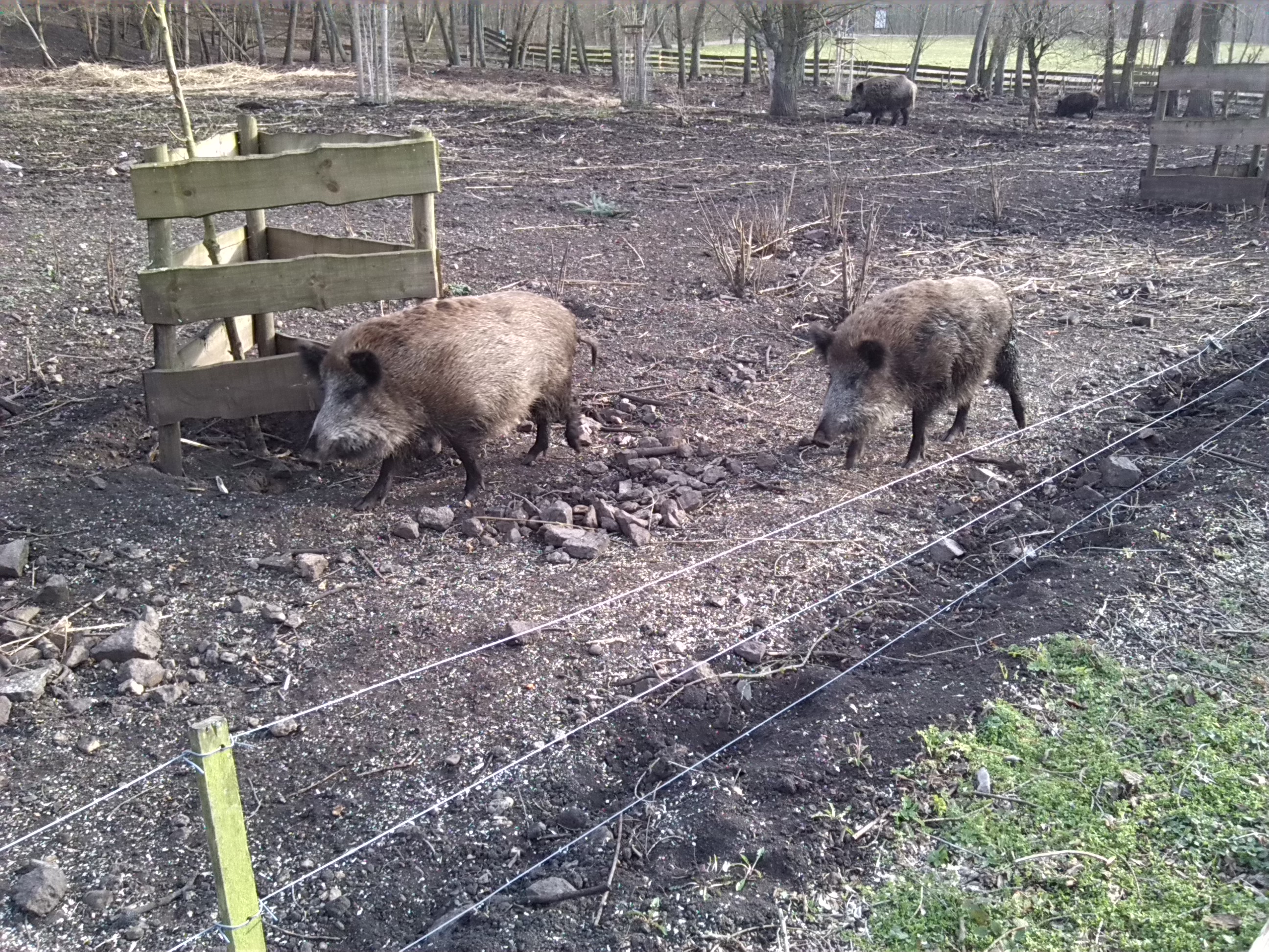 32-Wildschweingehege Südpark Nordbegrenzung An Weg Unweit Geisel