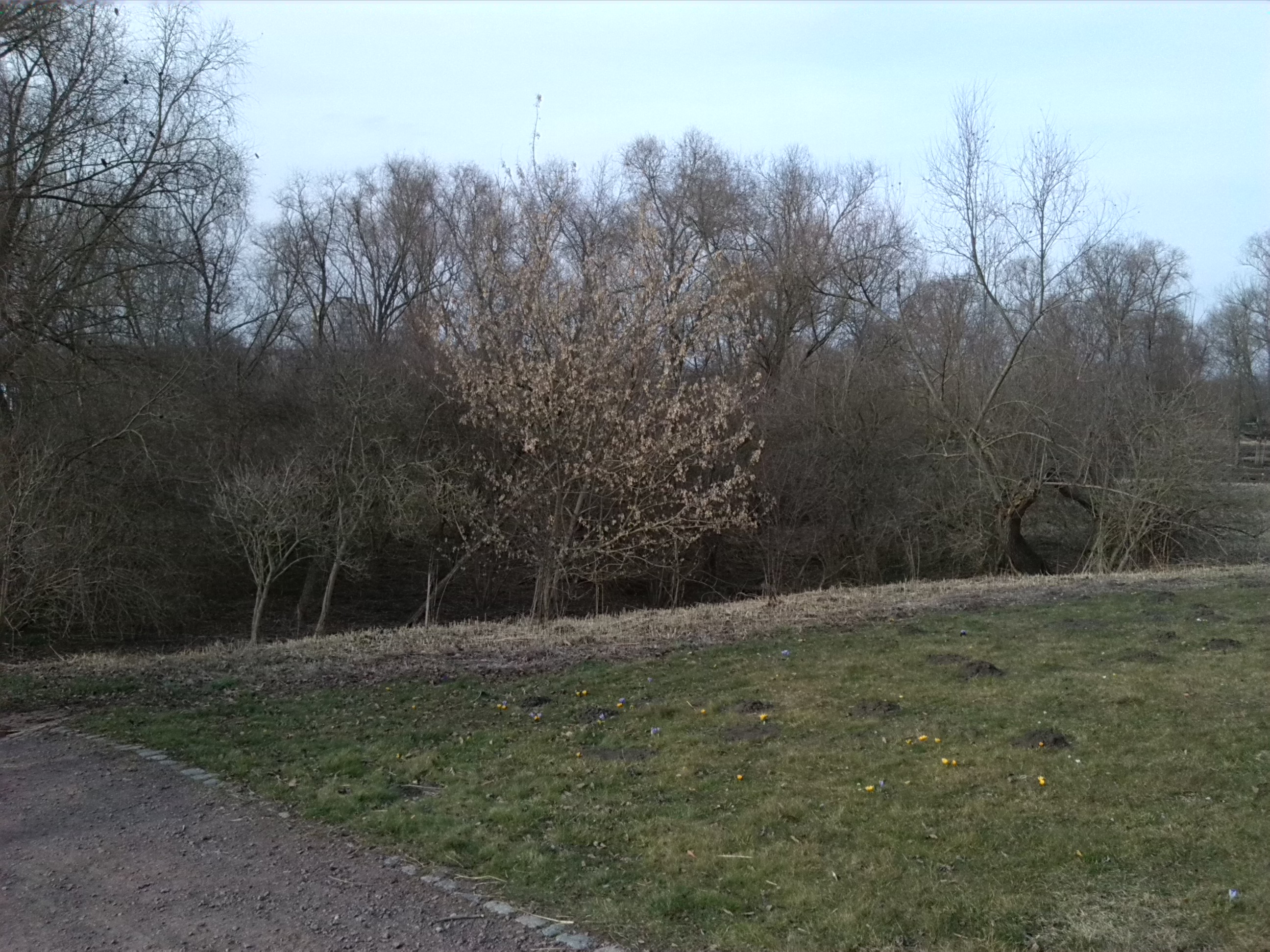 35-Gehölz Mittelteil Südpark Unweit Südufer Geisel