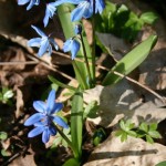 5-Blausternchen Waldstück Bei Niemberg