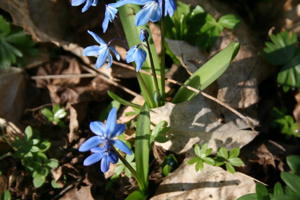 5-Blausternchen Waldstück Bei Niemberg