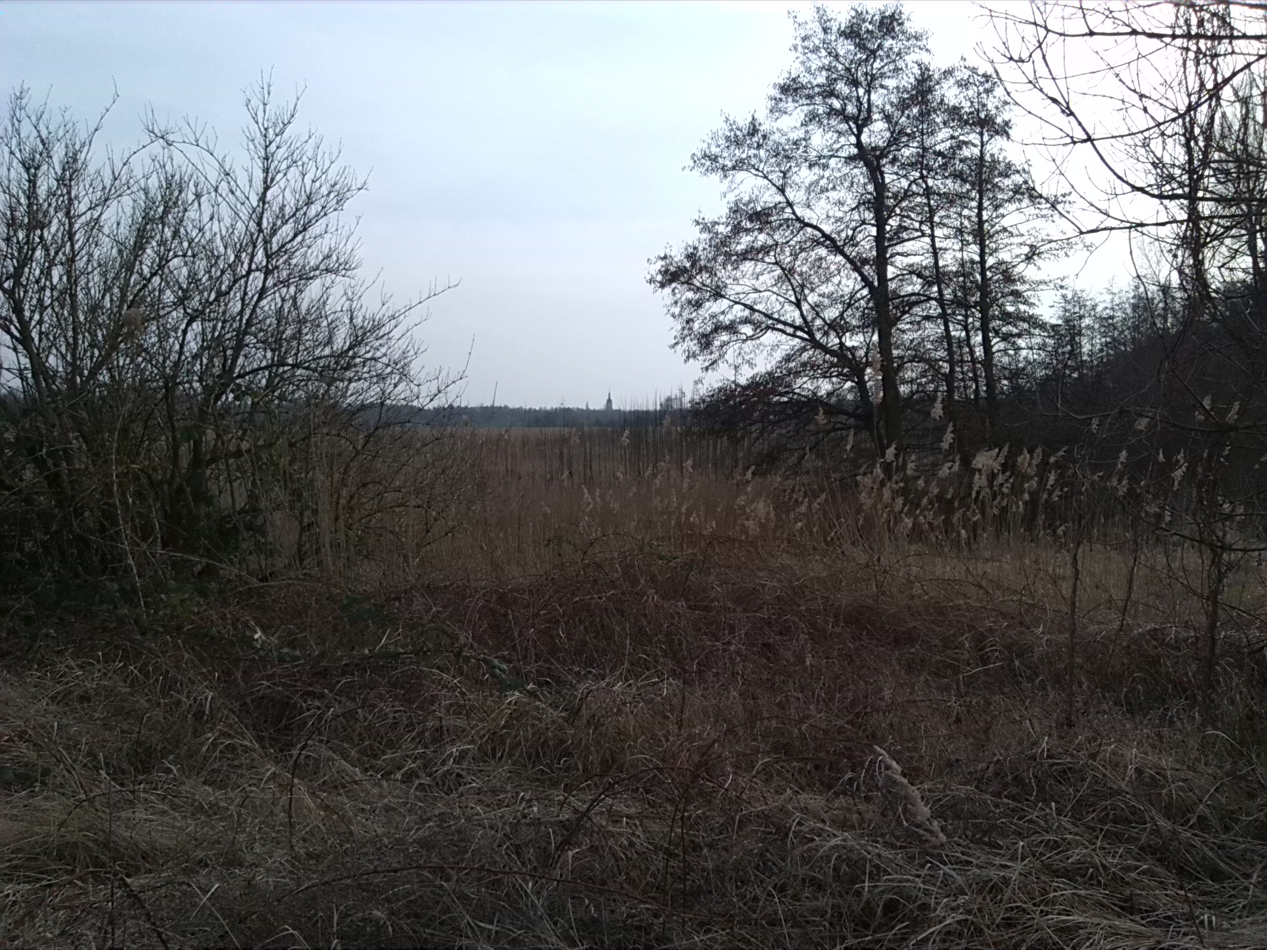 53-Blick Von Norden Zu NSG Untere Geiselaue Mit Erlensukzession & Bis Kirche Zu Kötzschen