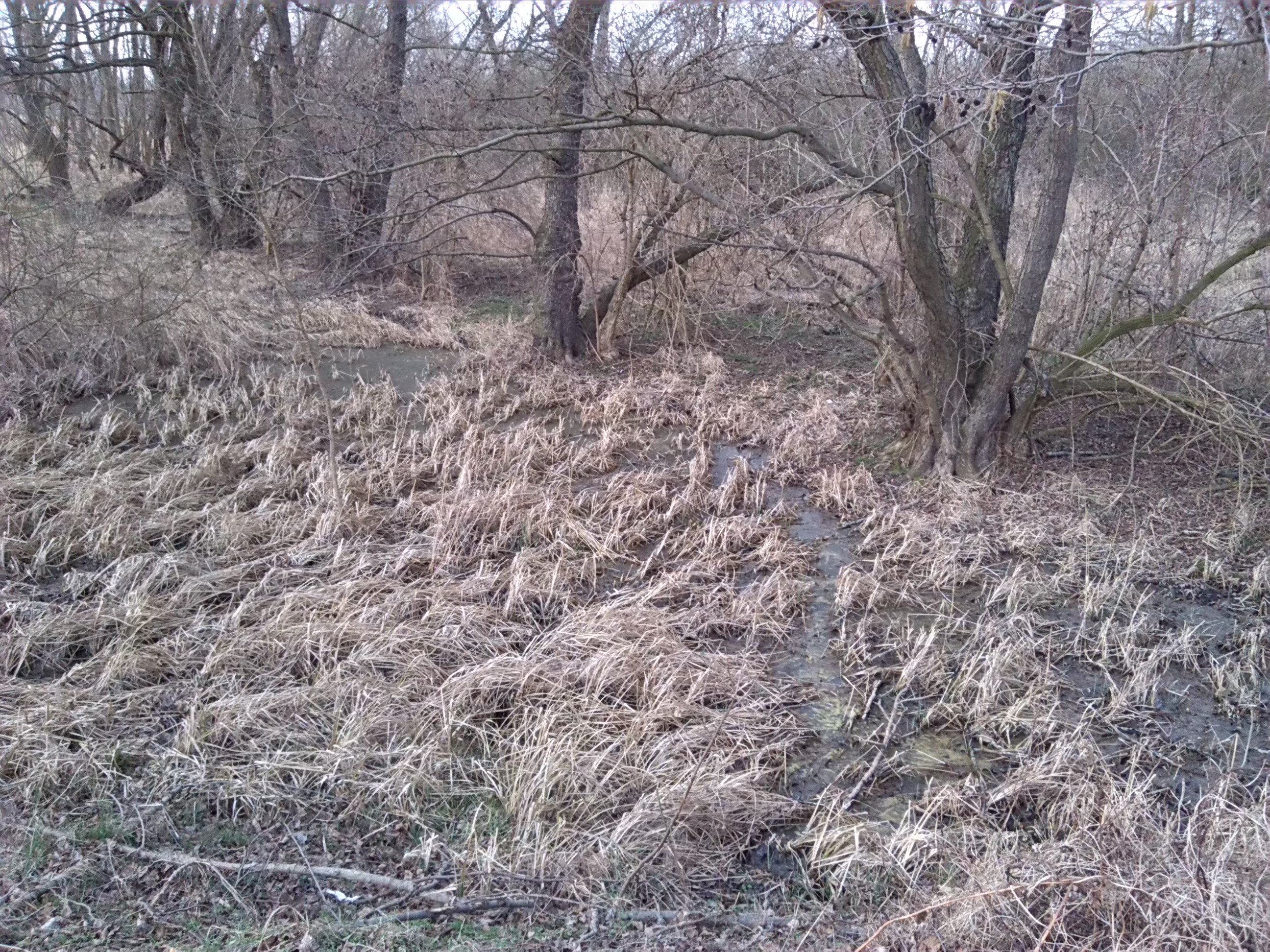 93-Wald- & Feuchtgebiet Nördlich Merseburger Straße & Östlich Geisel