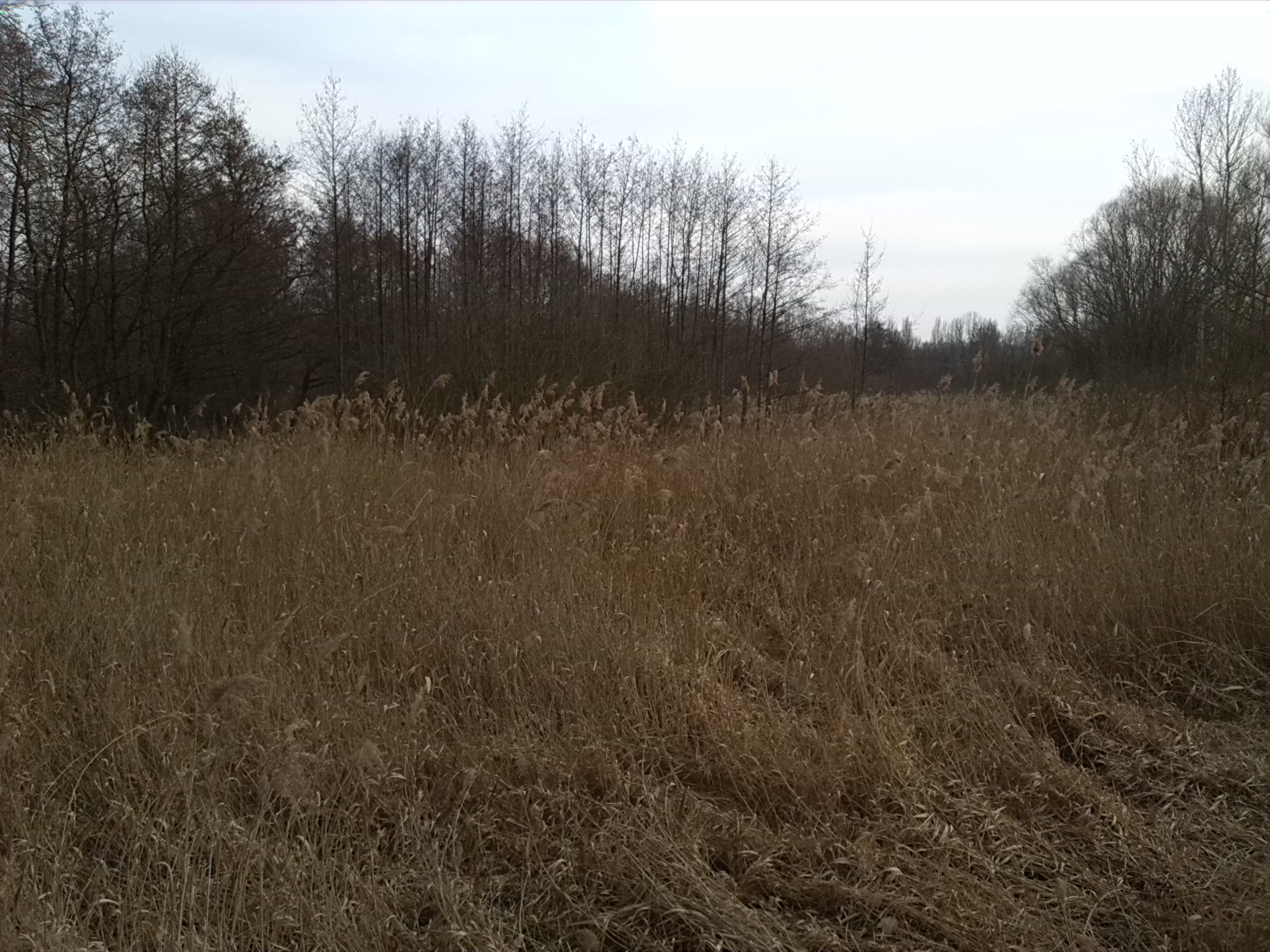94-Wald- & Feuchtgebiet Südlich Merseburger Straße & Östlich Geisel