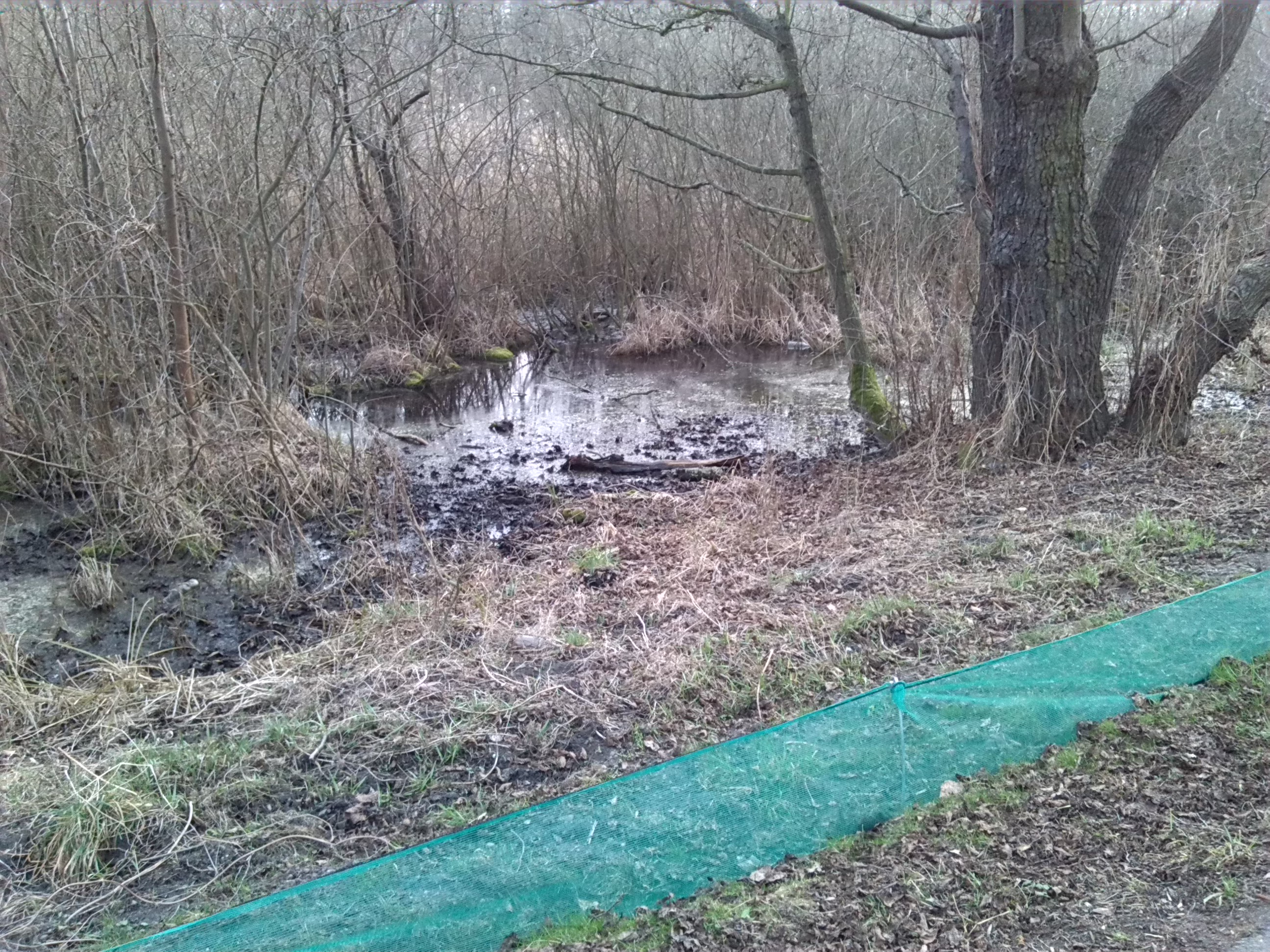 95-Wald- & Feuchtgebiet Nördlich Merseburger Straße & Östlich Geisel