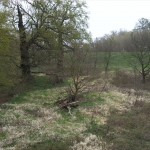 22-Solitäreichenwiese Mit Stieleichenjungwuchs An B184