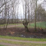 35-Kopfweiden Saaleauenwald Südlich Bad Dürrenberg Blick Goddula