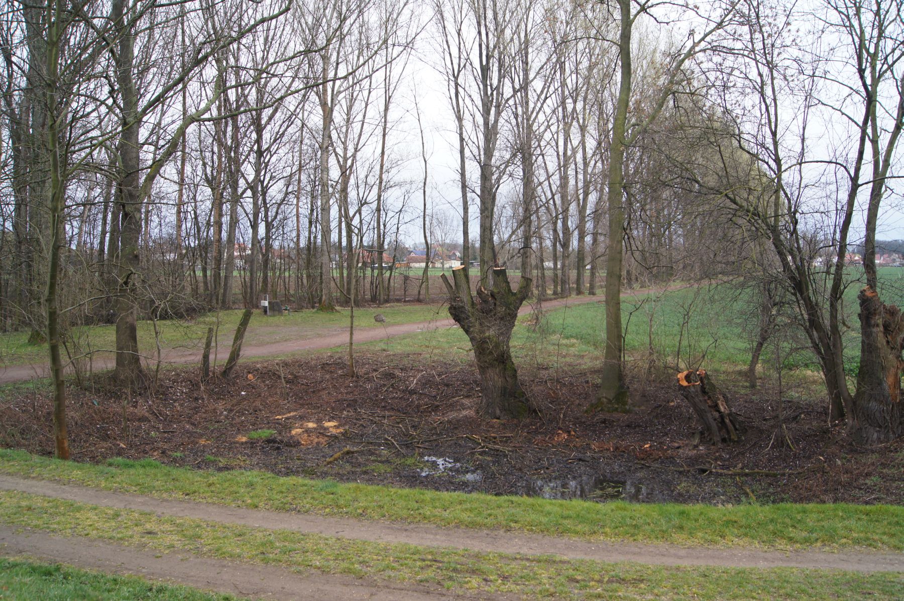 35-Kopfweiden Saaleauenwald Südlich Bad Dürrenberg Blick Goddula