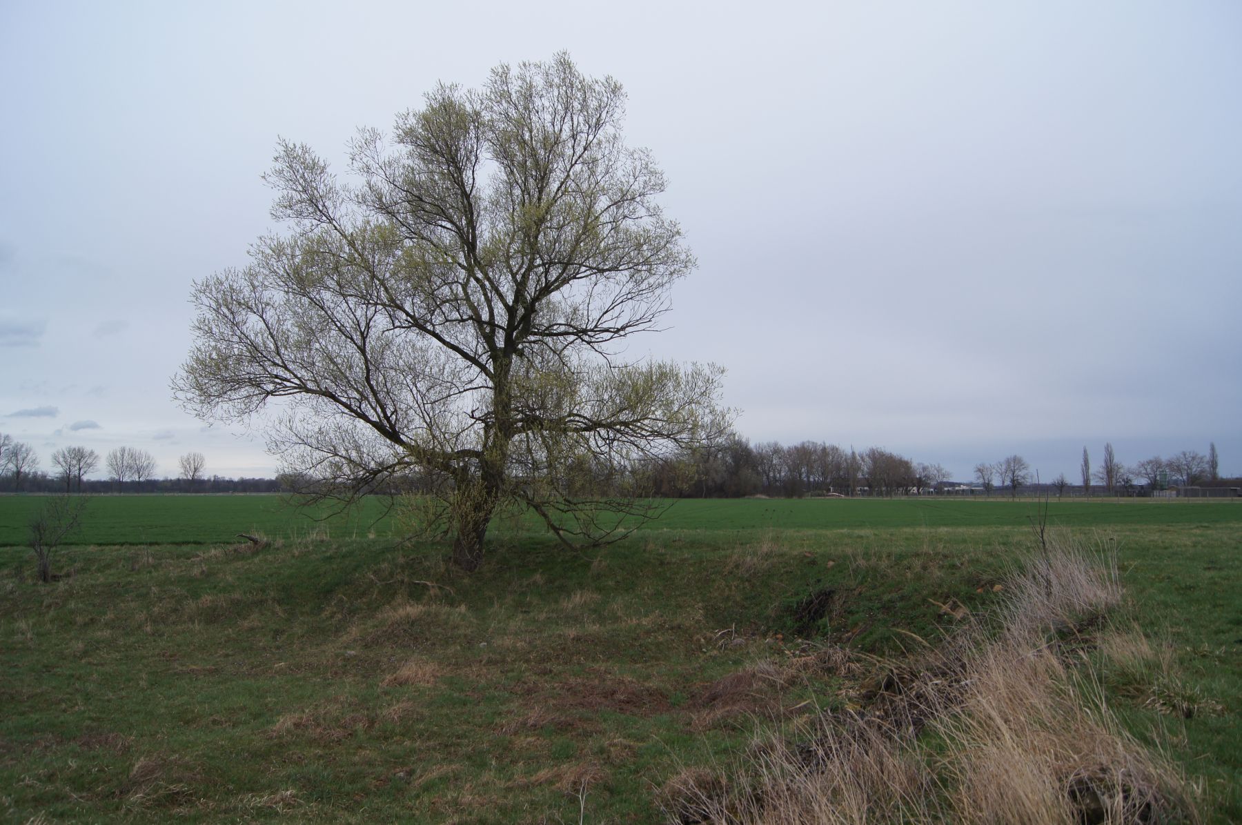 42-Blick Nordrand Senkenordwestlich Wölkau