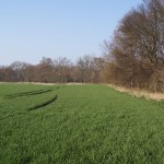 125-Severin Bei Gnölbzig Am Ostrand Acker Blick Nach Norden-1