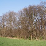 127-Severin Bei Gnölbzig Am Ostrand Acker Blick Nach Nordosten