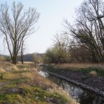 135-Severin Bei Gnölbzig Am Westrand Durchstich Am Nordrand Saalealtarm-1