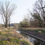 135-Severin Bei Gnölbzig Am Westrand Durchstich Am Nordrand Saalealtarm-2