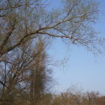 136-Severin Bei Gnölbzig Am Westrand Weichholzaue Siberweide Am Nordrand Saalealtarm Blick Nach Osten