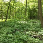 15-Stieleichen Anpflanzung Im Auenwald Dröbelscher Busch