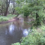 31-Bernburg Blick Wipperabwärts Unweit Ostufer Saalealtarm (2)