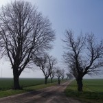 31-Weg Von Piesdorf Nach Gerbstedt Mit Feld Nach Südwesten Windräder In Richtung Südosten-1