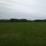 37-Blick NSG Auwald Plötzkau Über Wiese Zum Mittelbusch