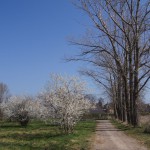 83-Zabenstedt Weg Parallel Schlenze Oberhalb Einmündung Lohbach Blick Nach Osten-2