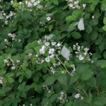 11-Blühende Brombeeren Am Südaufgang Bogenbrücke