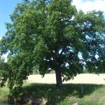 12-Bodebrücke Nach Hohenerxleben Bodeaufwärts Mit Stieleiche Am Nordufer (3)