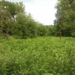 34-Weg Ab Südosteingang Sprohne nach Norden Mit Streuobstwiesenresten Blick Nach Südosten (1)