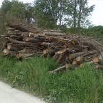 45-Südost Weg Lippoldeswerder Mit Pappelholz Kleingarten Im Südosten Blick Von Nordwest