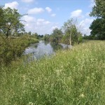 8-Bodeaue Zwischen Stassfurt & Hohenerxleben Bode Flussaufwärts Nordwestlich Hohenerxleben (2)