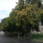 40-Blick Zu Baumhasel In An Der Bleiche Von Kreuzung Hesseröder Straße (1)