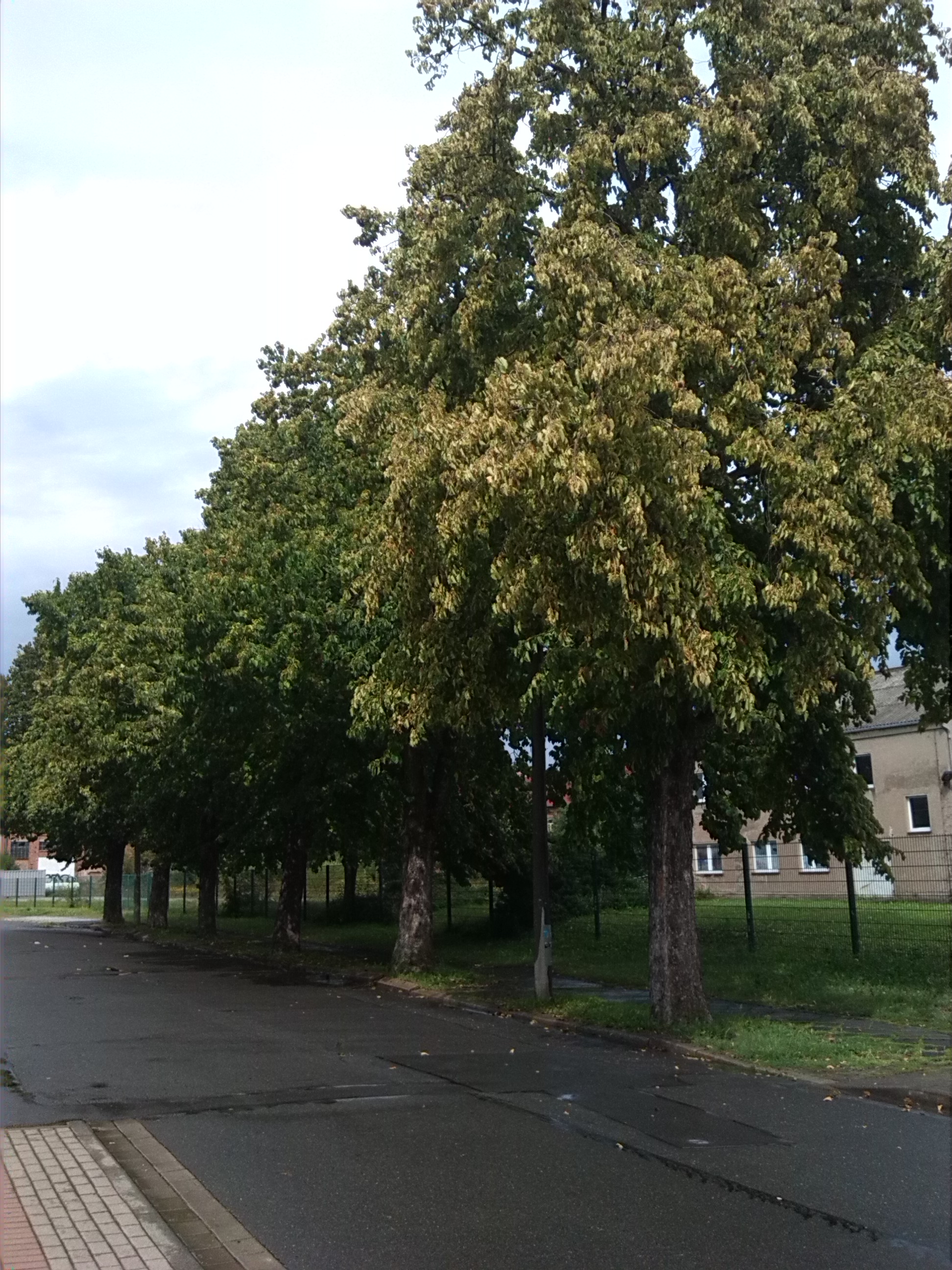 40-Blick Zu Baumhasel In An Der Bleiche Von Kreuzung Hesseröder Straße (1)