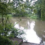 1-Weißenfels Westteil Auenwald Westlich Großer Brücke An der Saale (1)