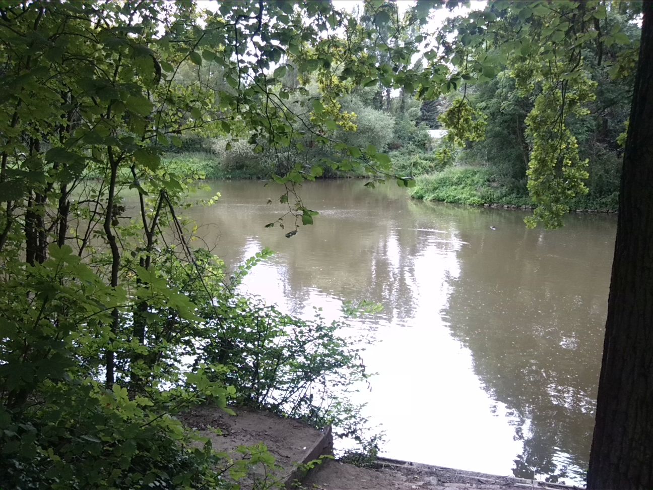 1-Weißenfels Westteil Auenwald Westlich Großer Brücke An der Saale (1)